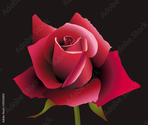 Feurige Liebesrose