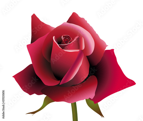 Red Rose