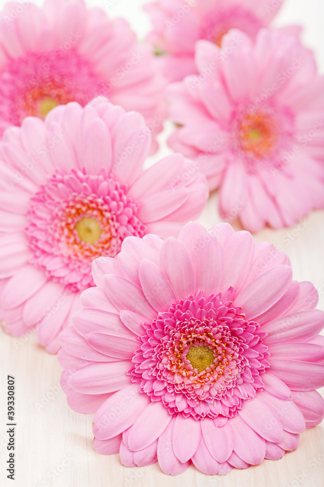pink daisy flowers pink daisy flowers