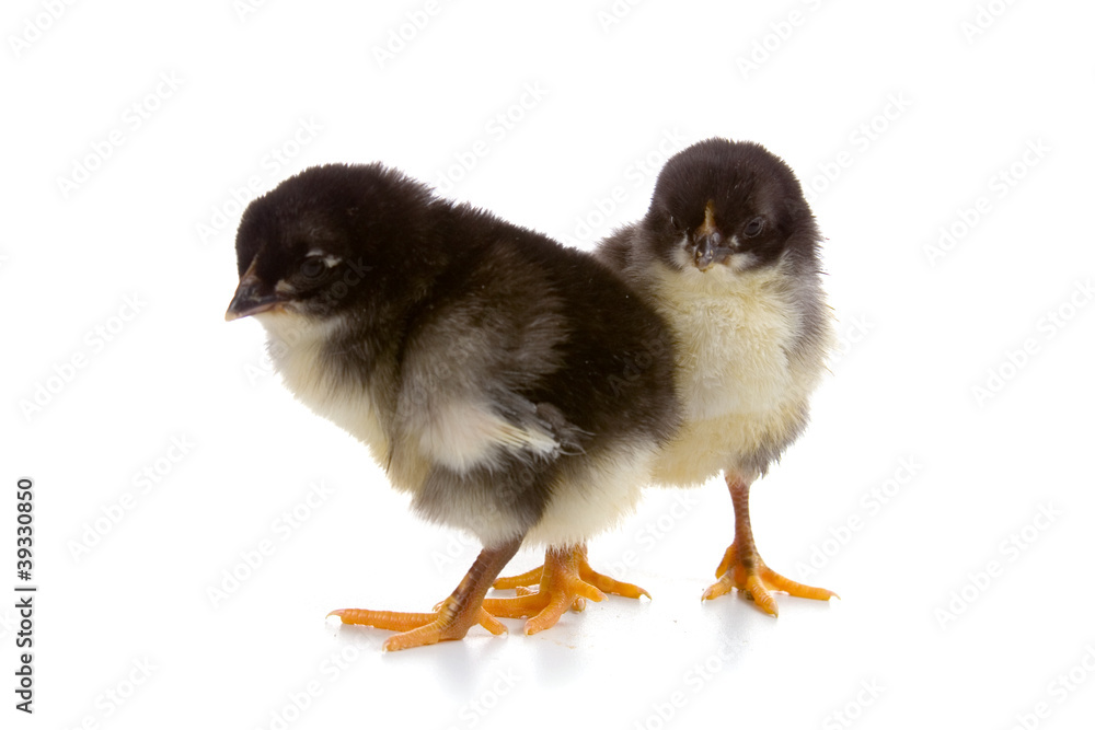 Two black chickens