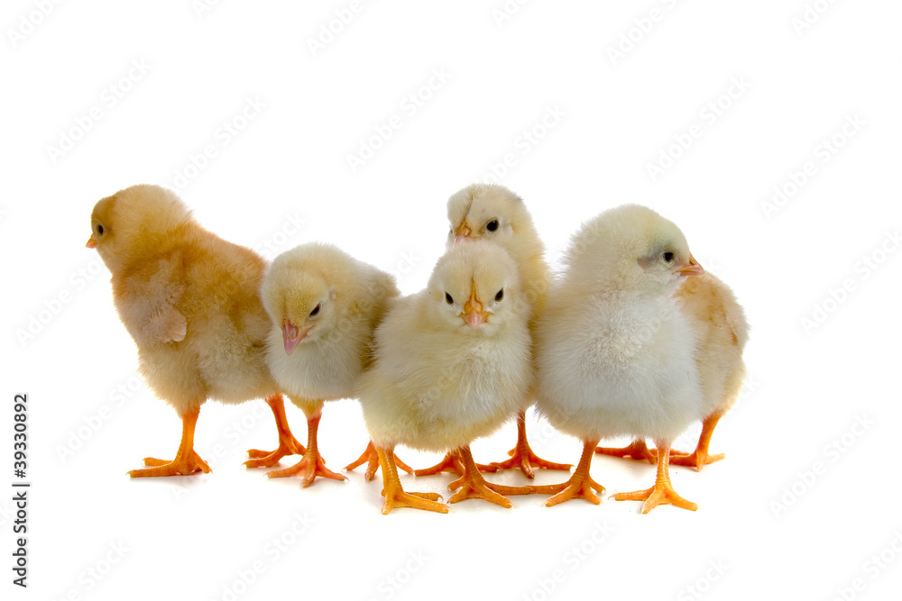 Six yellow chickens