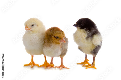 Yellow, brown and black chickens