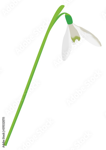 Maiglöckchen