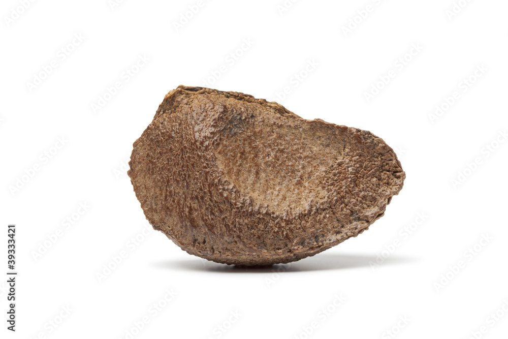 Fototapeta premium Whole single fresh Brazil nut