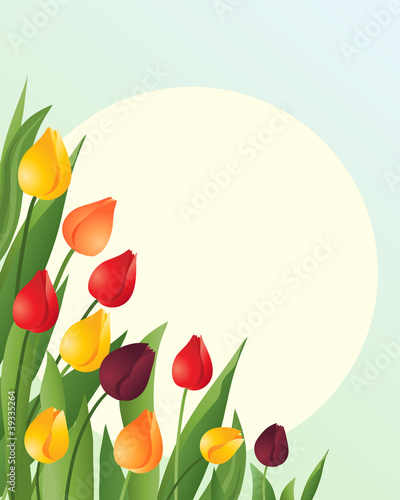 tulips