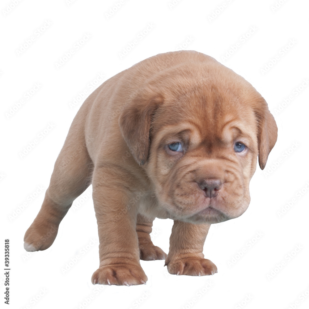 Dogue De bordeaux puppy walking