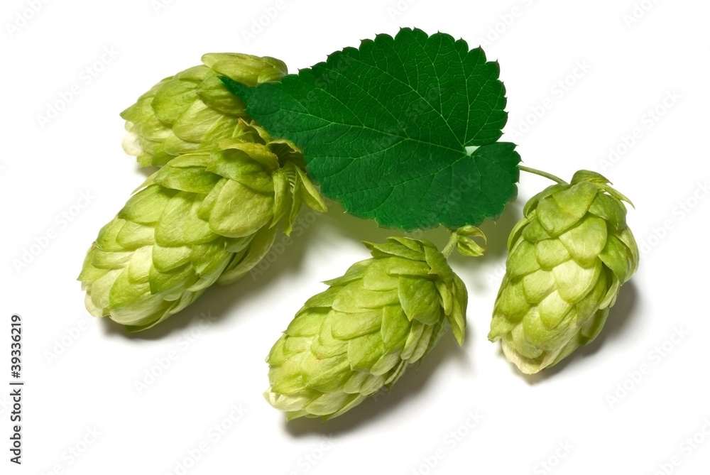 Obraz premium hop cones