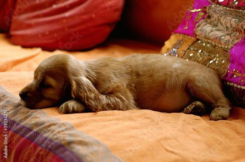 Cocker Spaniel Puppy