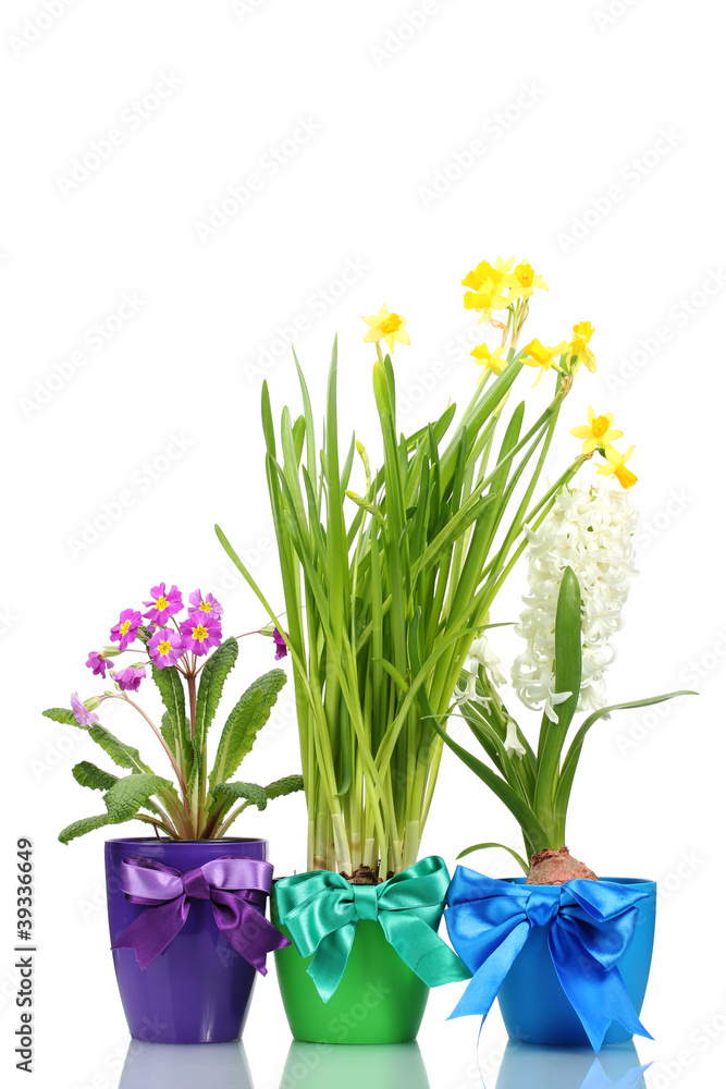 beautiful spring flowers in pots isolated on white beautiful spring flowers in pots isolated on white