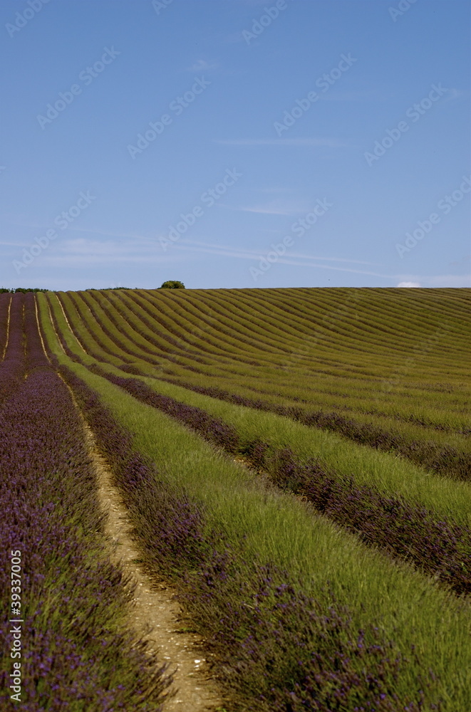 Lavender Field