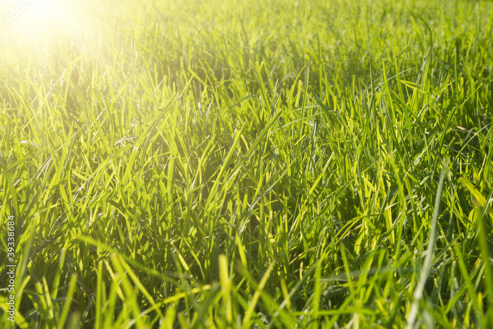 Fresh spring green grass
