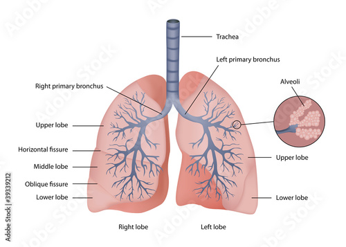 lung medical vector eps10 illustration