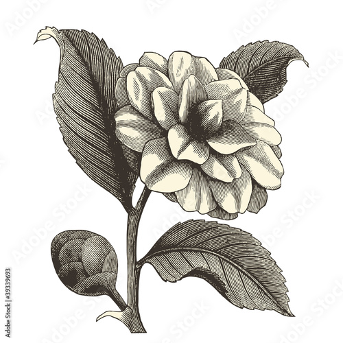 Camélia japonica