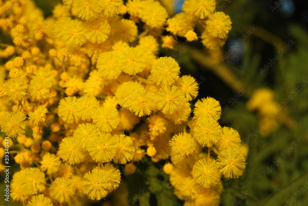 Mimosa flower 009 Mimosa flower 009