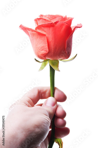 red rose in hand