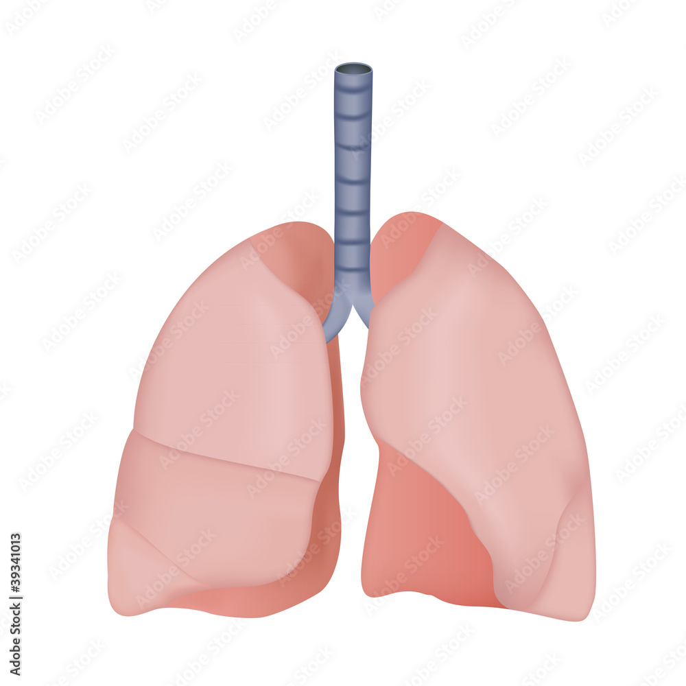 blank lung vector illustration