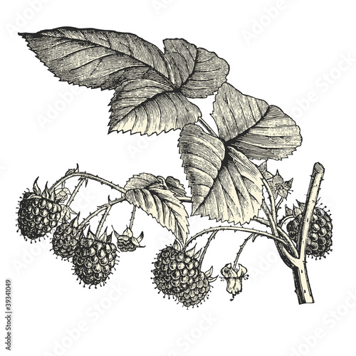 Framboises