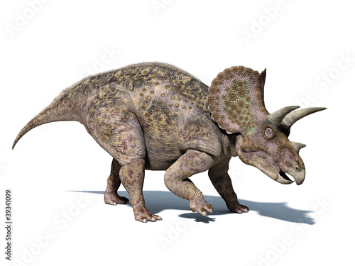 Triceratops dinosaur, isolated on white background, with clippin