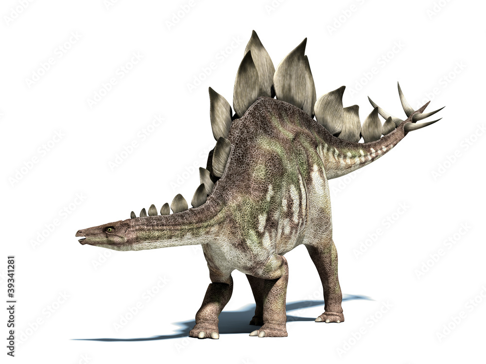 Stegosaurus dinosaur. Isolated on white, with clipping path.