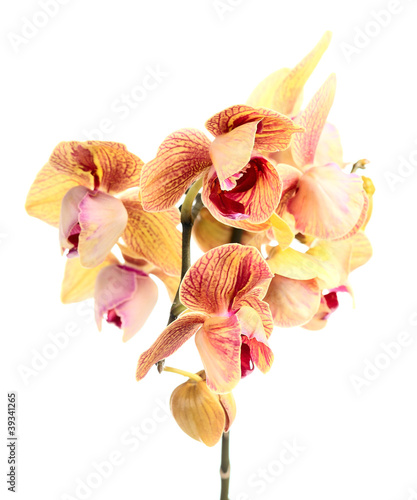 orchid on a white background .