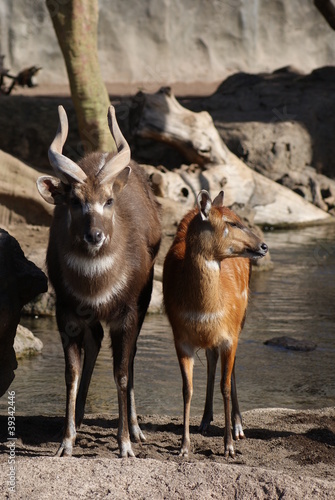 Tableau sur toile Sitatunga - Tragelaphus spekii