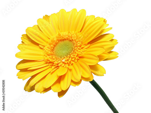 Yellow Gerbera flower