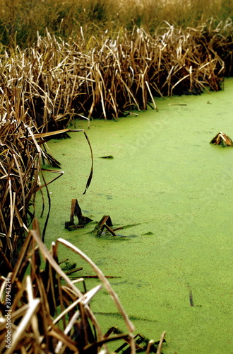 Broxbourne Bog Weed photo