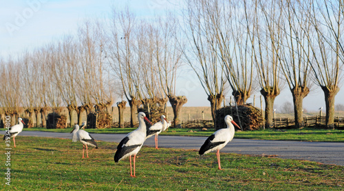 storks in winter in polder, selective focus