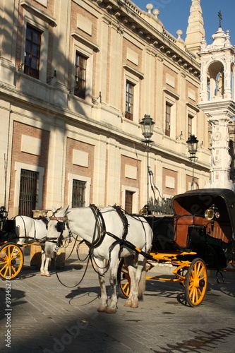 white horse carriages waiting for tourists © Patrik Stedrak