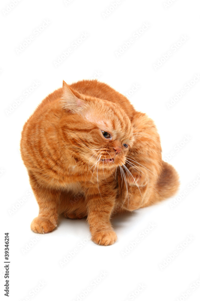itchy ginger cat on a white background