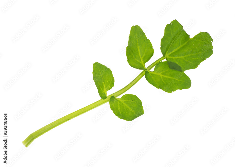 Obraz premium Watercress