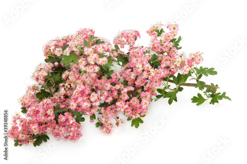 Hawthorn Blossom Flowers