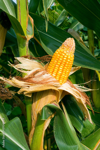 Slika na platnu Corn crop
