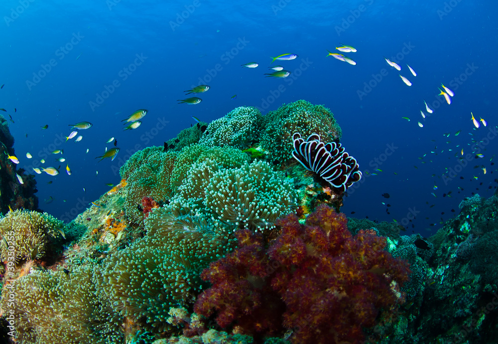 Fototapeta premium Coral Reef