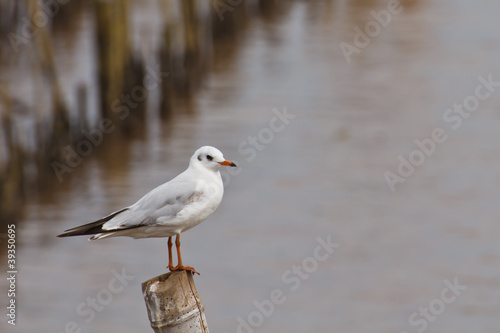 Seagull on the bamboo stick
