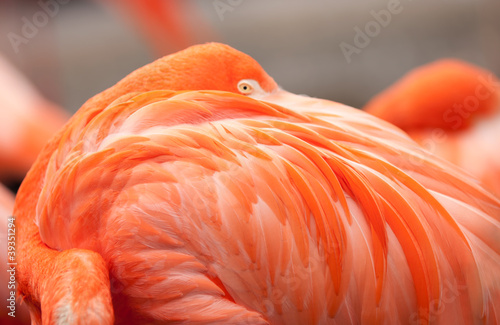 Close up of pink flamingo