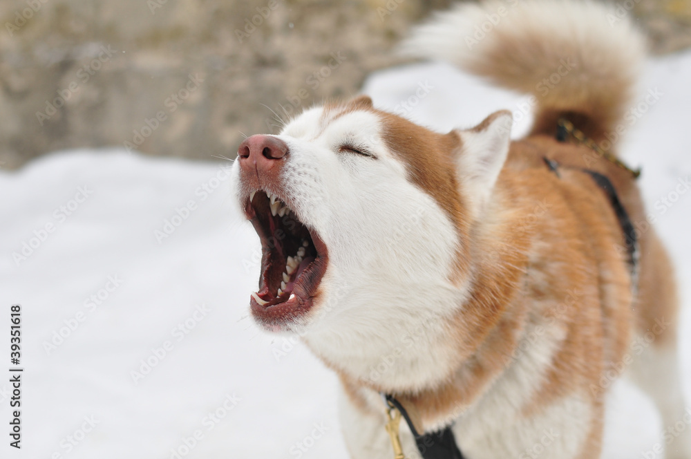 Obraz premium Siberian husky portrait