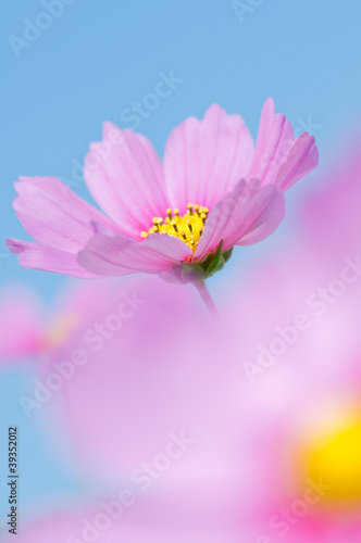 Flowers garden - beautiful cosmos flowers