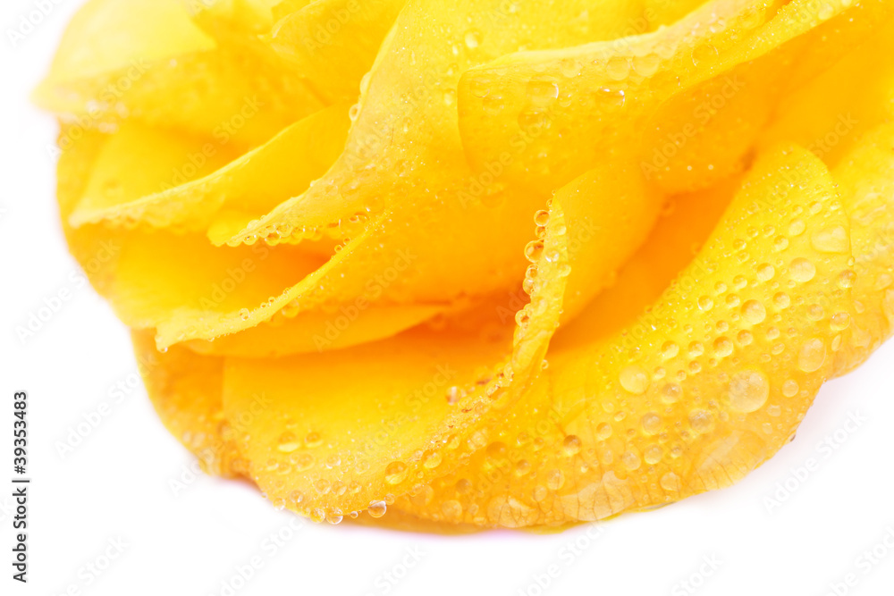 Yellow rose with drops of water macro Yellow rose with drops of water macro