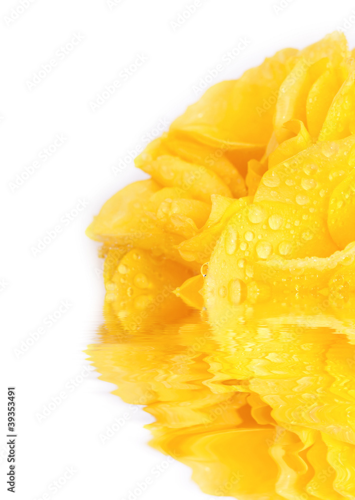 Yellow rose with drops of water Yellow rose with drops of water