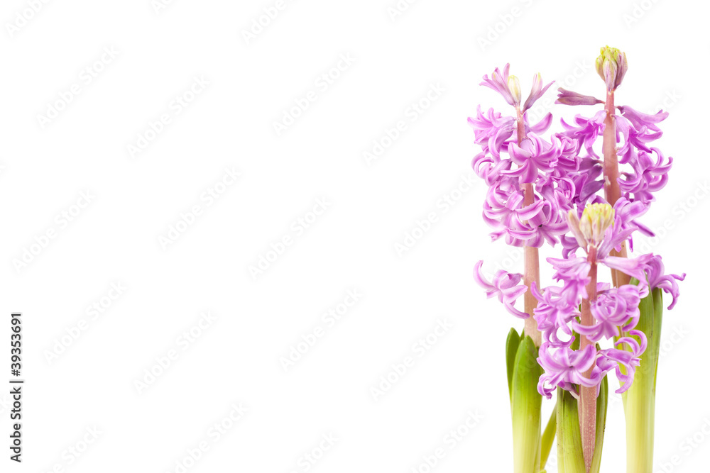 Pink hyacinths Pink hyacinths