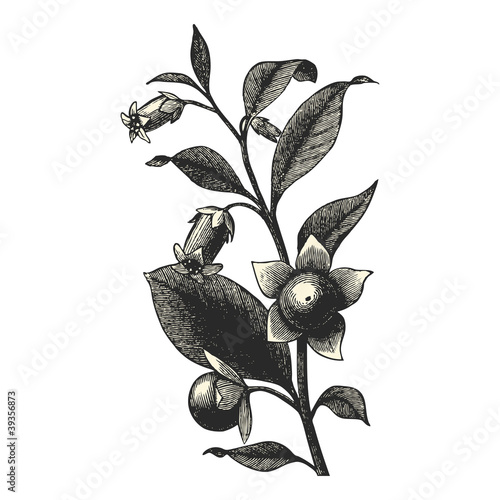Belladone