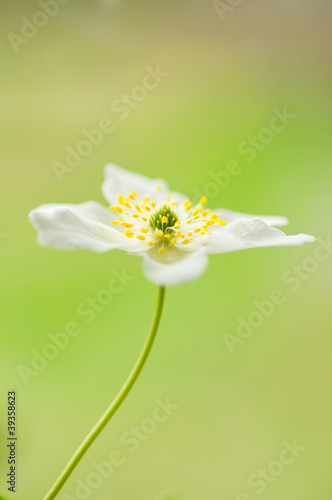 Snowdrop anemone  wood anemone