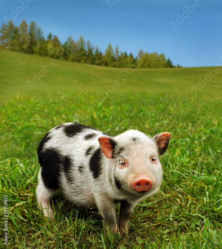 Small lovely pig on fresh grass of farmland