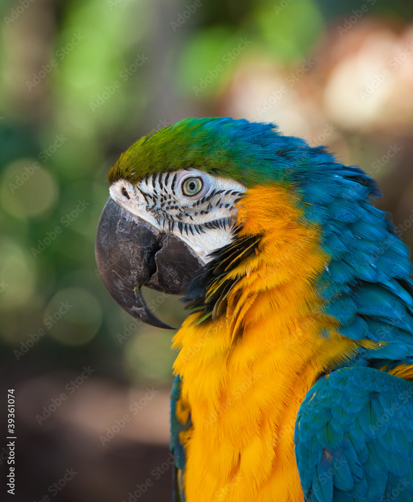 Blue-and-Yellow Macaw,Ara ararauna, Blue-and-Yellow Macaw,Ara ararauna,