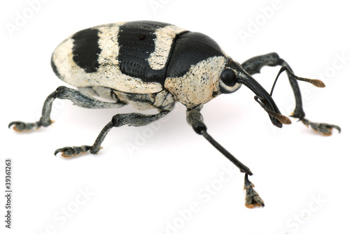 weevil on the white paper © seiyoh