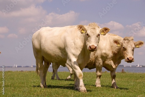 Blonde d'aquitaine cows