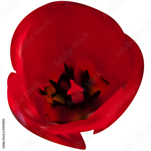 coquelicot