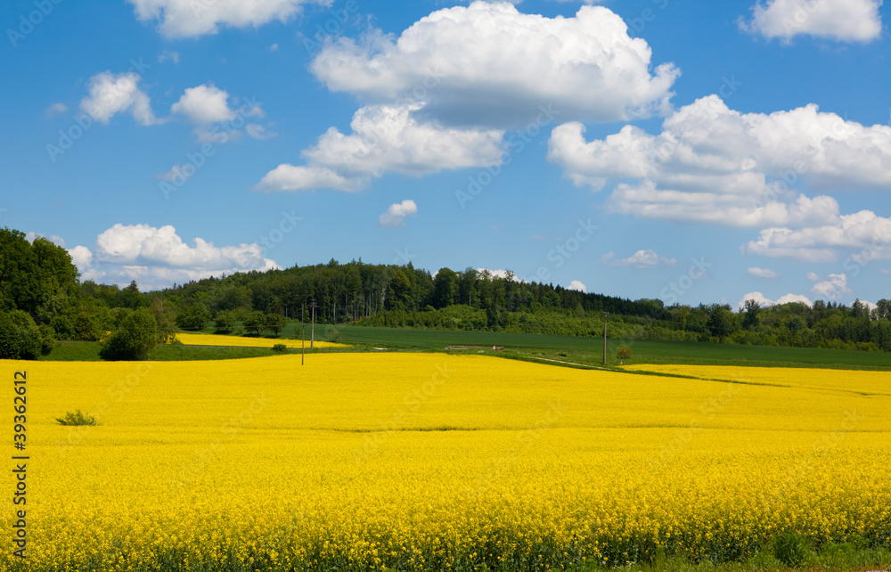 Mustard Field in Bloom Landscape