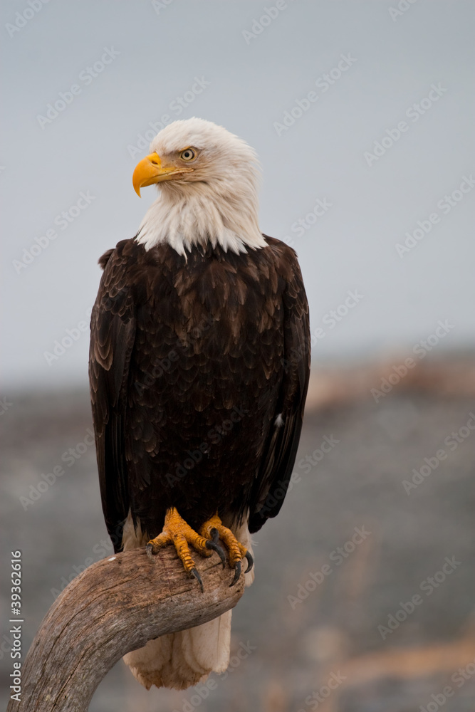 Naklejka premium American Bald Eagle